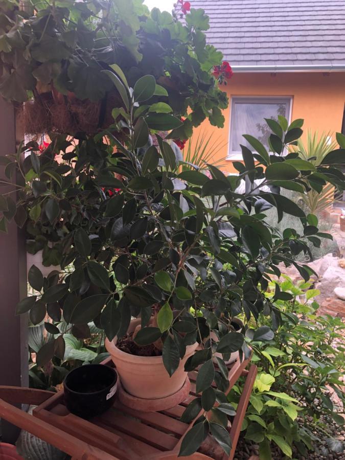 Dalia Apartman Gyoemro Dış mekan fotoğraf