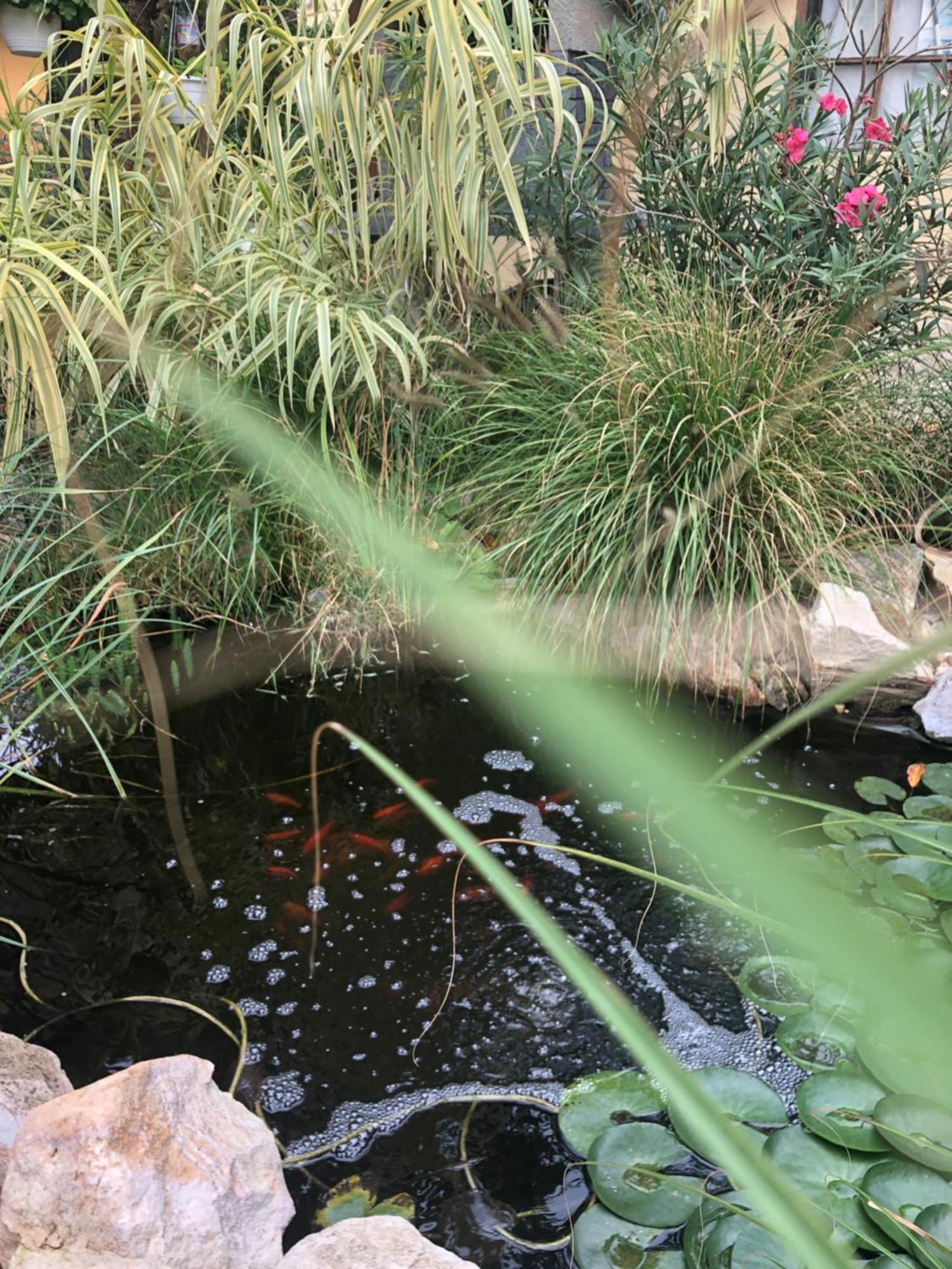 Dalia Apartman Gyoemro Dış mekan fotoğraf